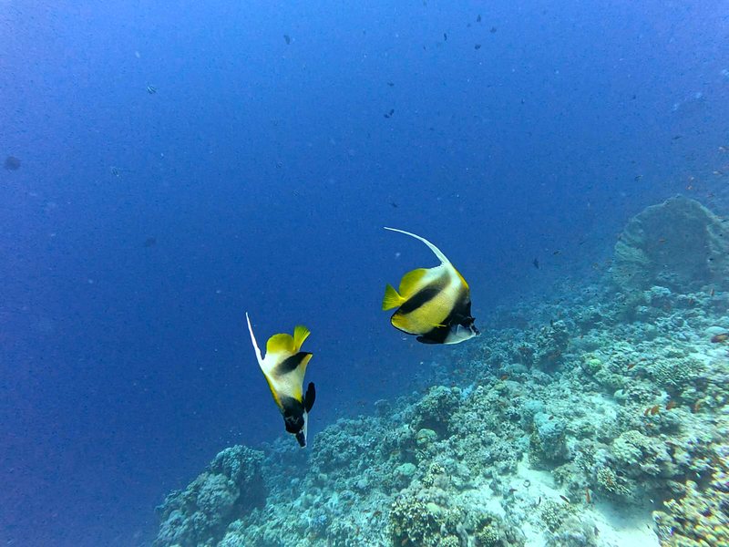 Two Red Sea bannerfish swimming above the reef