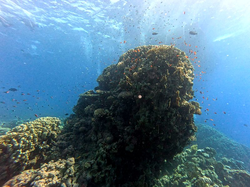 A coral pinnacle surrounded by clouds of orange anthias