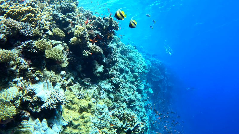 Coral-covered reef wall dropping into deep blue water, with a pair of bannerfish