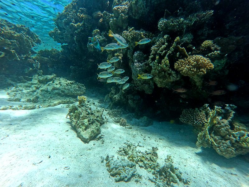 Snappers sheltering beside a coral outcrop on a sandy seabed
