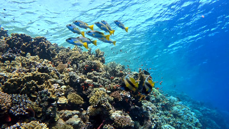 A school of yellow-tailed snappers over a sunlit coral reef